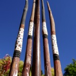 vintage australian aboriginal decorated spears