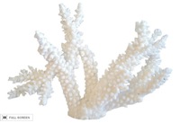 vintage white coral specimen