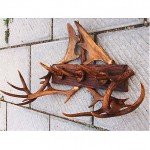 antique 1903 antler coat rack