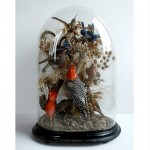 antique victorian taxidermy display dome z