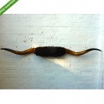 antique buffalo horn taxidermy