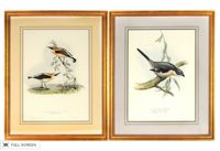 vintage pair of john gould lithographs