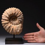 ancient jurassic fossilized ammonite display piece