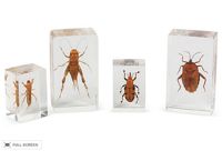 vintage set lucite encased beetles 2