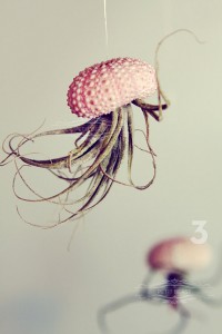 jellyfish air plant 4