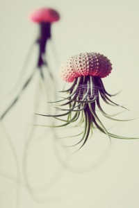 jellyfish air plant 2