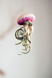 jellyfish air plant 3