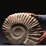 huge jurassic fossilized ammonite fossil display piece