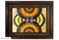 vintage framed butterfly wing collage