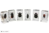 vintage 1980s set of lucite encased beetles