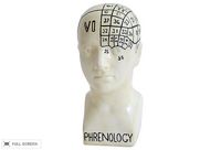 vintage phrenology head