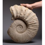 vintage jurassic fossilized ammonite display piece