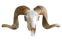 vintage rams head with curly horns