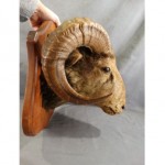 vintage taxidermy corsican ram cabin mount