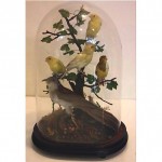 antique victorian taxidermy under glass done