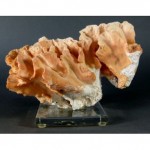 antique mounted coral display