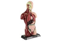 vintage anatomical torso model