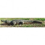 vintage folk art hand carved alligator